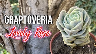 GRAPTOVERIA LOVELY ROSE  Cuidados [upl. by Uni515]