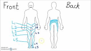 Anatomy  Dermatomes of the Lower Extremity [upl. by Rehpatsirhc]