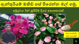 ඇන්තුරියම් ඔකිඩ් ගස් පිරෙන්න මල් ගමු  Anthurium fertilizer [upl. by Nifares]