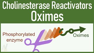 Cholinesterase Reactivators Oximes [upl. by Annert]