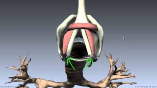 Larynx  Ligaments Membranes Vocal Cords  3D Anatomy Tutorial [upl. by Uel]