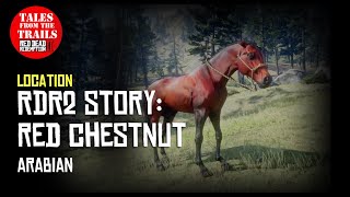 🗣 RDR2 Story  Where to find the Red Chestnut Arabian Horse  Red Dead Redemption 2 [upl. by Babbie]