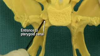 114 Step 24 Pterygoid canal and pterygopalatine fossa [upl. by Duwalt]