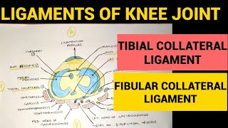 Knee Joint  3  Tibial Collateral amp Fibular Collateral Ligament [upl. by Landrum967]