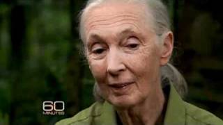 Jane Goodall and Her Chimps [upl. by Jacie]