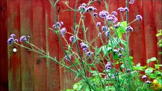 How to Grow Verbena from Last Years Flower Seeds [upl. by Auhsaj621]