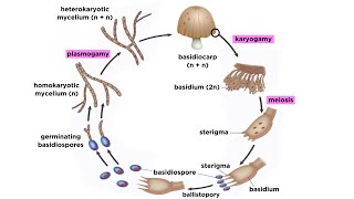 Basidiomycota Part 2 The Mushroom Life Cycle [upl. by Htrowslle]