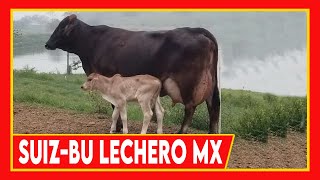 🔴 VACAS LECHERAS SUIZ BU EN MEXICO ✅ Ganado Lechero Doble Proposito cow [upl. by Cristine]