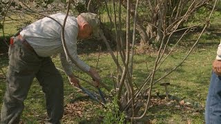 Pruning Fig Trees – Family Plot [upl. by Nylak]