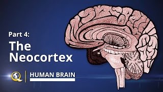 Neocortex  Human Brain Series  Part 4 [upl. by Anul]