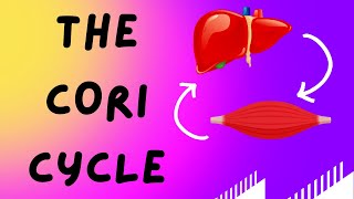 Biochemistry Help The Cori Cycle Lactic Acid Cycle [upl. by Ahsaele900]