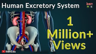 Learn About Human Excretory System  iKen  iKen Edu  iKen App [upl. by Zaller495]