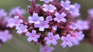 Gardening Tips  How to Grow Verbena [upl. by Ellierim]