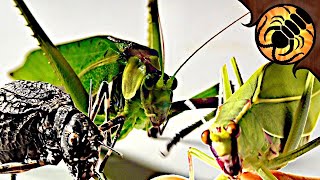 Three AMAZING Australian Katydid species [upl. by December]