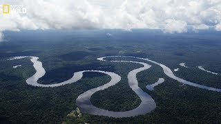 Nat geo Wild  The beauty and danger of the Amazon River  New [upl. by Nylqcaj]