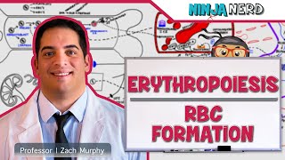 Hematology  Erythropoiesis Red Blood Cell Formation Part 1 [upl. by Reisman]