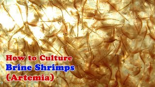 How to Culture Brine Shrimp  Artemia [upl. by Letsirk658]