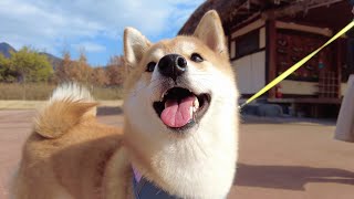 Shiba Inu Dogs Trip To South Korea 6 Month Compilation [upl. by Lah338]