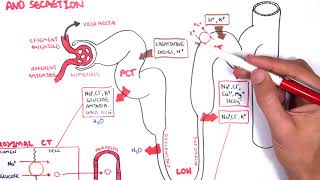 Nephrology  Physiology Reabsorption and Secretion [upl. by Aleicarg]