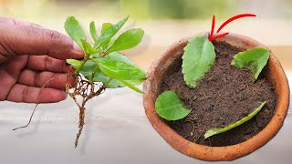 Shocking Results Propagate Plants from a Single Leaf [upl. by Nitas]