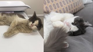 Street Cat Rescue Before and After [upl. by Annoyik]