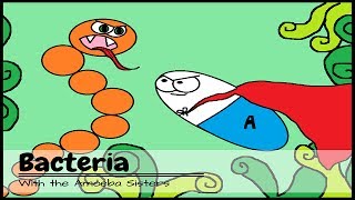 Bordetella Pertusis  Laboratory Diagnosis [upl. by Kcirred374]