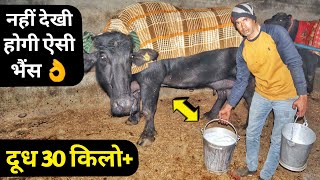 SUPER Murrah Buffalo Milk 30KG  Beniwal Dairy Farm HaryanaIn 2020 [upl. by Johen]