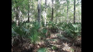 REMOVING PALMETTO PALMS  Thu June 10 2021 [upl. by Aneladgam]