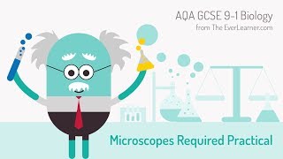 AQA GCSE 91 Biology Microscope Required Practical [upl. by Bil160]