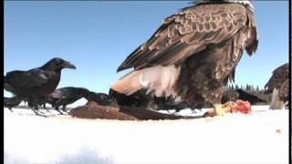 Amazing spy video of Bald Eagles eating fish on the ice of Lake Nipigon [upl. by Ellerahs]