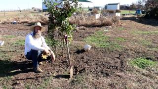 TRANSPLANTING LARGE BLACKBERRY PLANTS [upl. by Loux]