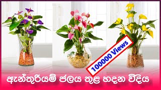 Anthurium wagawa sinhala How to grow Anthurium in water [upl. by Lednew]