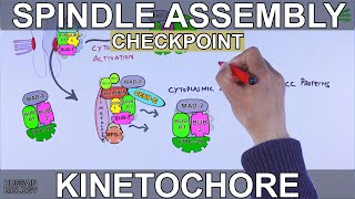 Spindle Assembly Checkpoint  Mitotic Checkpoint [upl. by Thgirw264]