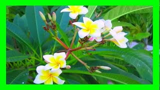 Growing Frangipani From Cuttings Simple 2 Steps [upl. by Ahto]