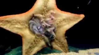 Starfish eating shrimp and fish Dissolving them [upl. by Atram995]