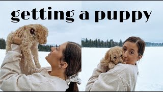 GETTING A PUPPY  8 week old mini labradoodle [upl. by Remlap429]