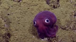 Googlyeyed Stubby Squid  Nautilus Live [upl. by Gorges]