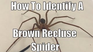 How to identify a brown recluse spider [upl. by Nahta198]