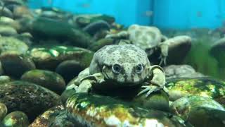 The Lake Titicaca Water Frog [upl. by Araik]