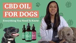 CBD Oil for Dogs Everything You Need to Know [upl. by Niwre92]