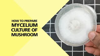 How to Prepare Mycelium Culture of Mushroom Part 24 [upl. by Vonny485]