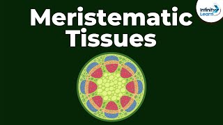 What are Meristematic Tissues  Infinity Learn [upl. by Chrystel754]