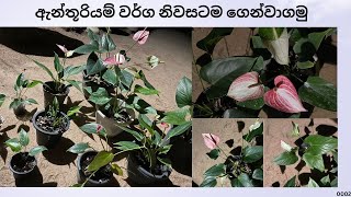 අලවිය සදහා ඇන්තූරියම් පැල 2  Alaviya Sadaha Anthuriyam Pela  NMLIN [upl. by Buchanan]