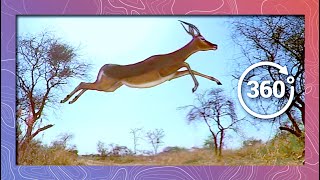 Impala Stampede and Flyover in SlowMotion  Wildlife in 360 VR [upl. by Cas]