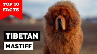 Tibetan Mastiff  Top 10 Facts [upl. by Tristis]