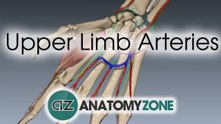 Upper Limb Arteries  Hand and Wrist  3D Anatomy Tutorial [upl. by Salvador123]