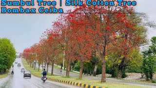 Sumbul Tree  Cotton Tree  سنبل کا درخت  Bombax Ceiba [upl. by Udale]