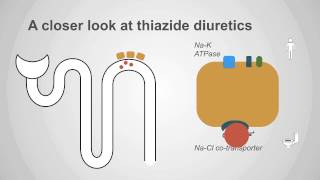 Thiazide Diuretics Explained Mechanism amp Clinical Application [upl. by Nira]