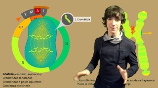 Mitosis Paso a Paso [upl. by Naman]