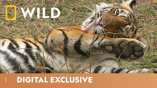 India’s Tiger Kingdom  Asia’s Wild Secrets  National Geographic Wild UK [upl. by Critchfield56]